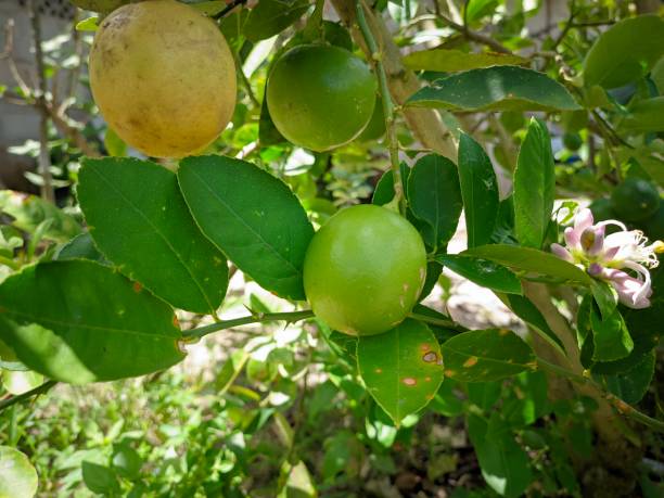 istock closeup clusters of fresh green lime fruit still on the tree 1480904495