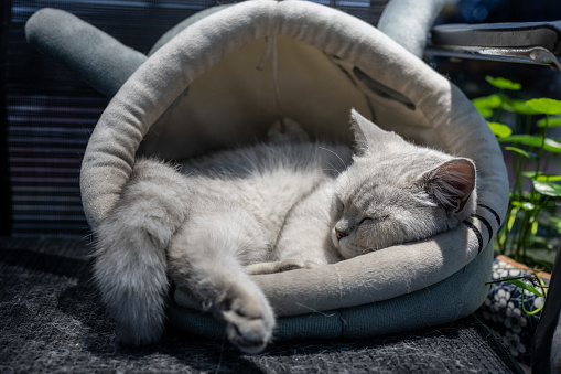 Mockup banner with gray tabby kitten sleeping on the windowsill of the house. The relaxed cat is basking in the rays of sunlight. Vertical shape. Place for text