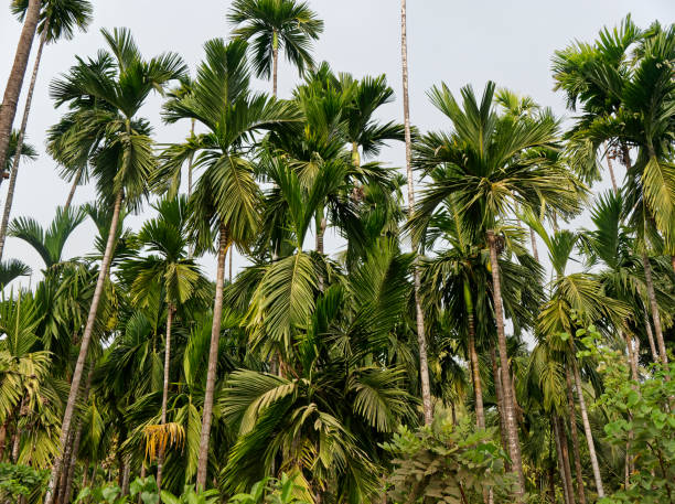 istock Palm trees plntation as a background in village 1480905409
