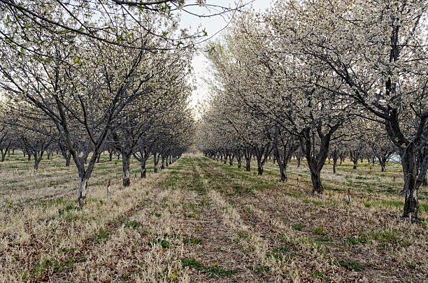 istock Western Colorado Peach Orchards at Sunrise 148090613