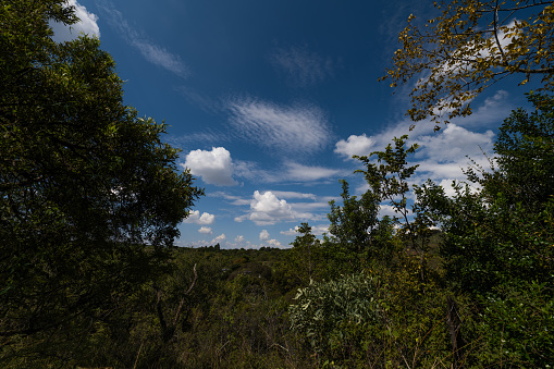 Beautiful blue sky surrounded by lush green bushveld with tufts of white clouds in the sky