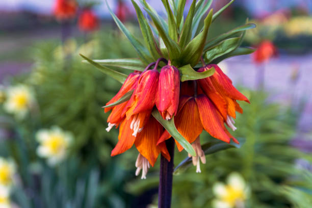 A spring flower from the Lily family (Fritillaria Imperialis), which stands out among other large sizes and a spectacular inflorescence.