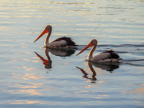 Two pelicans swimming together on Botany Bay near Kyeemagh, Sydney.  This image faces east and the rising sun.  It was taken on an early morning in Autumn.