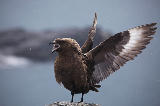 Skua bird flapping wing and beak open