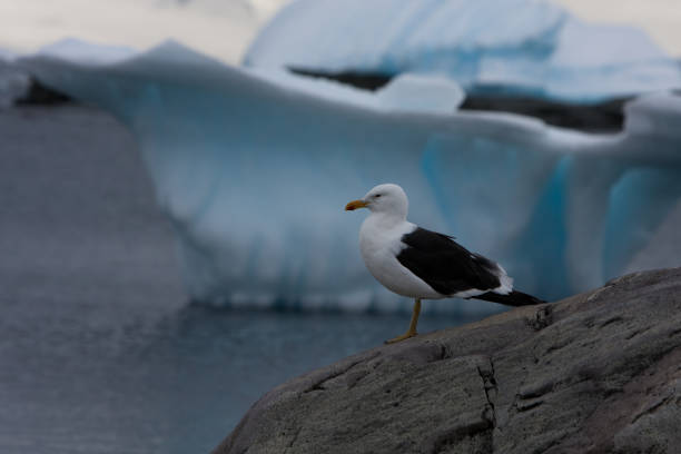 Kelp Seagull by the sea Kelp Seagull with iceberg background kelp gull stock pictures, royalty-free photos & images
