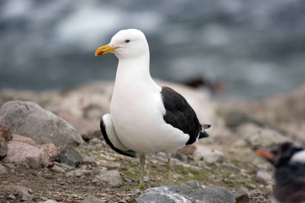 Kelp Gull at the beach Kelp Gull close up kelp gull stock pictures, royalty-free photos & images