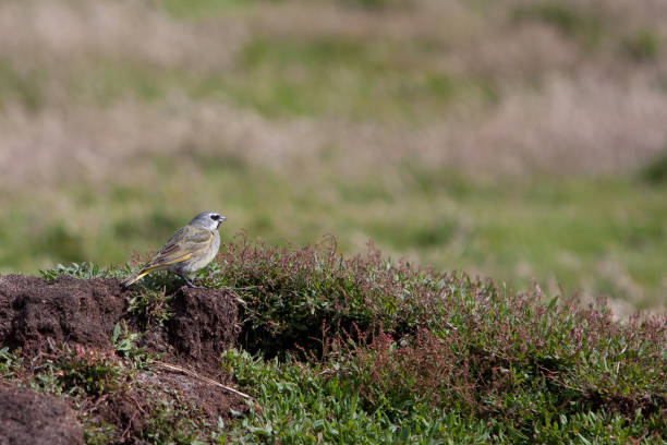 istock Small Bird at the Meadow 1480910374