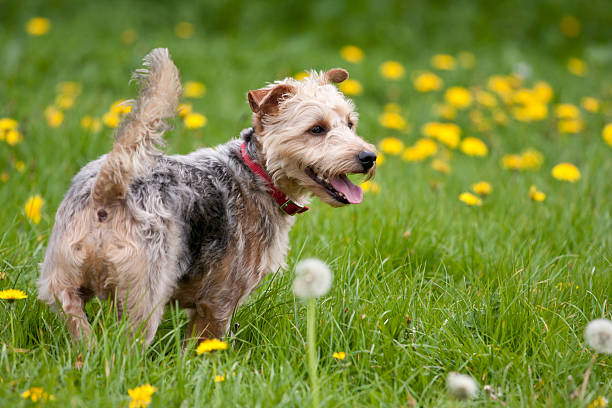 portait of a dog stock photo