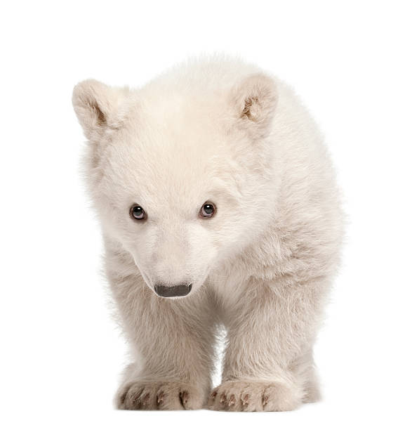 istock Polar bear cub, Ursus maritimus, 3 months old, standing 148091281