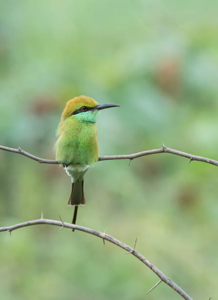 istock A green bee eater perched on a small Thorny twig 1480913147