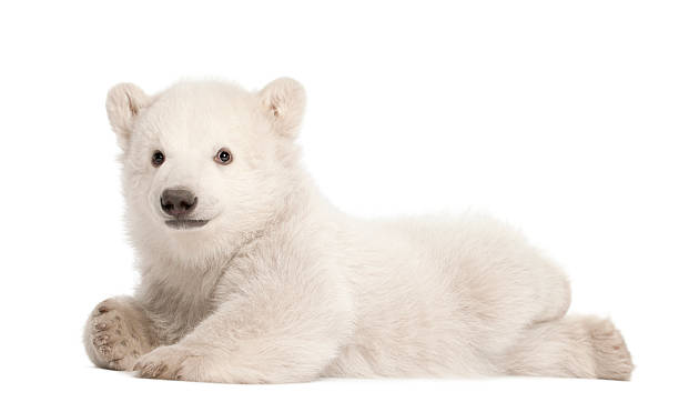 niedźwiedź polarny młode, ursus maritimus, 3 miesiące, leżeć - polar bear young animal cub isolated zdjęcia i obrazy z banku zdjęć