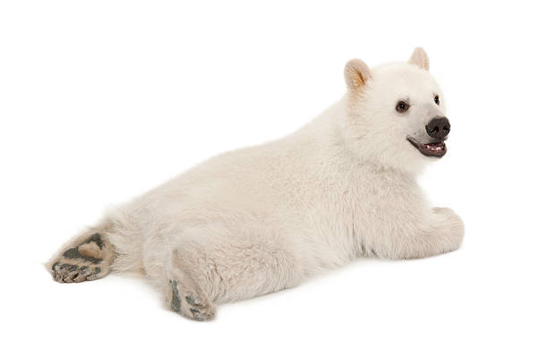 istock Polar bear cub, Ursus maritimus, 6 months old, lying 148091361