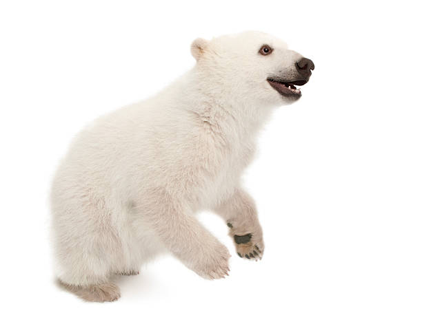 istock Polar bear cub, Ursus maritimus, 6 months old, standing 148091375