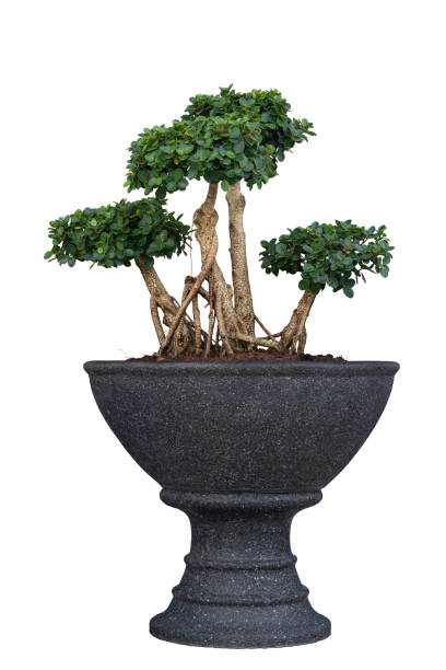 Ficus microcarpa, Green Island, Wax Fig, Panda Ficus or Dollar Ficus growing in pot with drops isolated on white background included clipping path. Ficus microcarpa, Green Island, Wax Fig, Panda Ficus or Dollar Ficus growing in pot with drops isolated on white background included clipping path. ficus microcarpa bonsai stock pictures, royalty-free photos & images