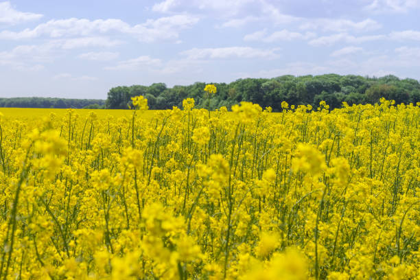 istock Blooming rapeseed on field against the sky with clouds 1480915850