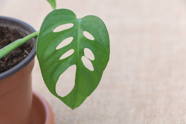 istock Monstera Monkey leaf up close in a pot with copy space 1480915968