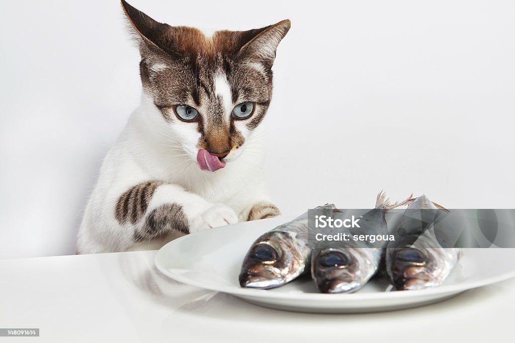 Cat licked over fish. In the kitchen. Cat licked over the fish. In the kitchen. Animal Stock Photo