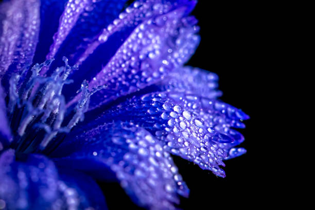 Chicory flower with leaf isolated on black background. nature. Close up chicory flower with dew drops