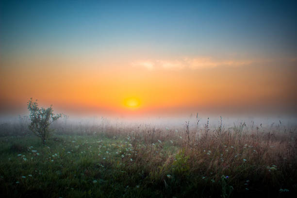 istock Green field and beautiful summer sunrise. 1480916977
