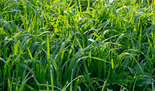 Beautiful green grass texture, abstract blurred natural background. meadow grass with dew drops close-up. artistic image of the purity of the freshness of nature.