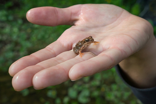 Small wood frog on a female hand. Summer walks in nature, ecology.