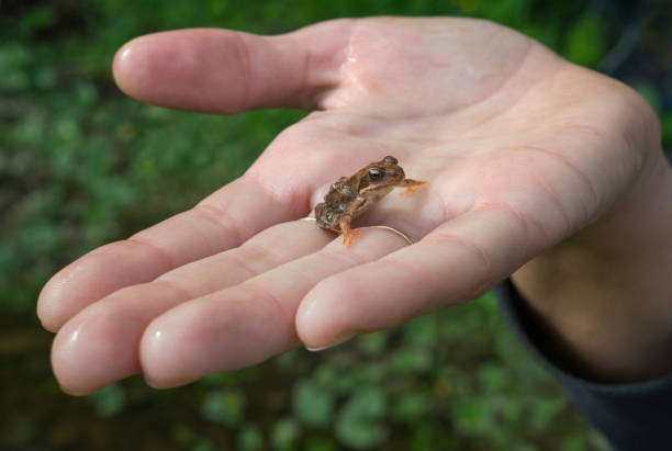 small wood frog on a female hand. walks in the forest. - tadpole frog human hand young animal imagens e fotografias de stock
