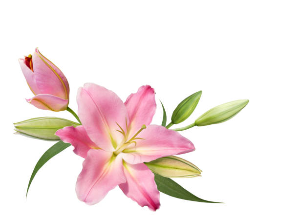 istock Pink lily flower bouquet isolated on white 1480917908