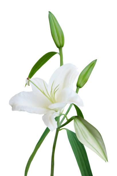 istock White Lily with buds isolated on white background 1480917909