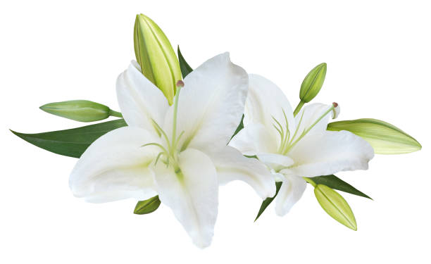 istock White Lily flower bouquet isolated on white background 1480917915