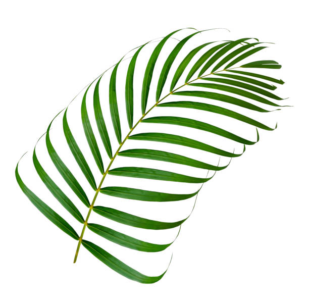 istock Palm leaf branch tropic summer isolated backgrounds 1480917916