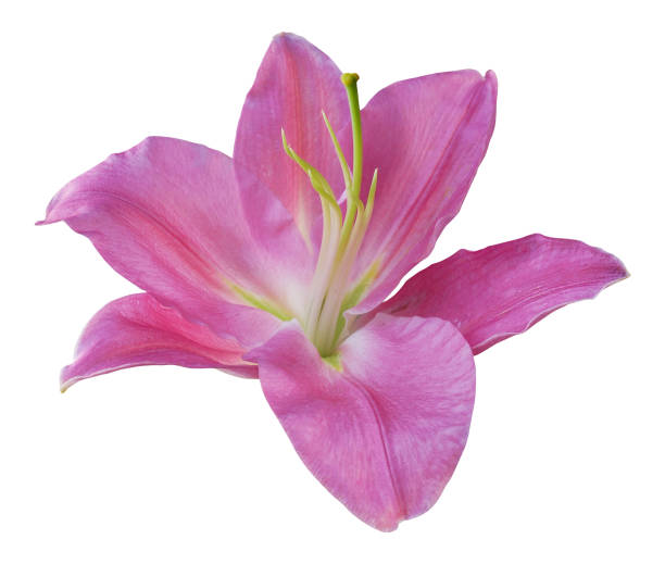 istock Pink lily flower isolated on white background 1480917922