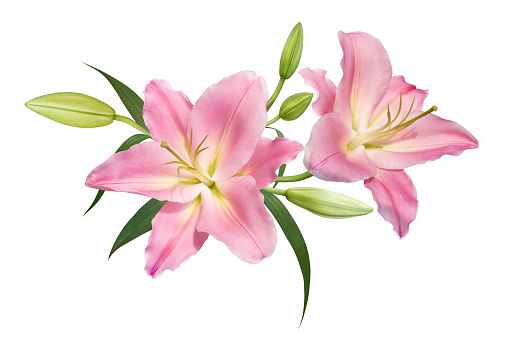 Pink lily flower bouquet isolated on transparent background