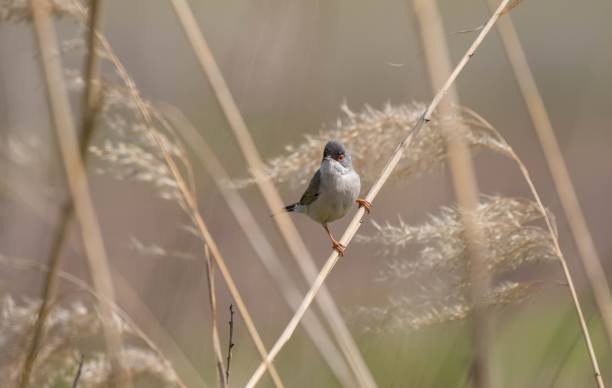 istock Menetries`s Warbler (Sylvia mystacea) 1480917947