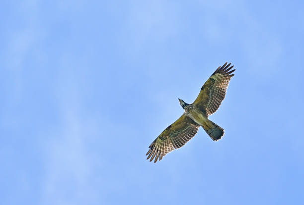 honey buzzard female