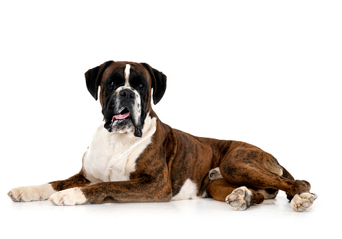 male boxer in front of white background