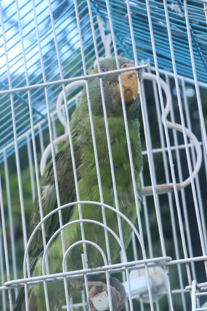 istock Parrot in a cage on a sunny day, close-up 1480920595