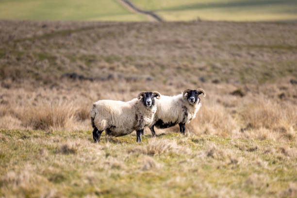 istock Sheep in Lomond Hills Regional Park, Scotland 1480920736