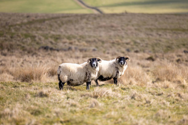 Sheep in Lomond Hills Regional Park, Scotland stock photo