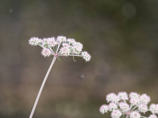 engelwurz blumen in einem garten - angelica sylvestris stock-fotos und bilder