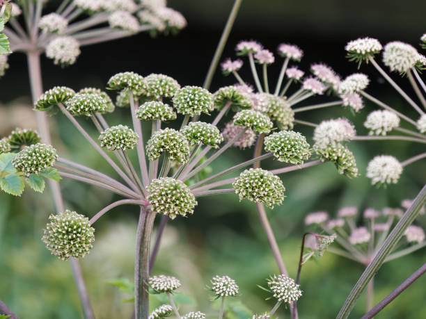 engelwurz blumen in einem garten - angelica sylvestris stock-fotos und bilder