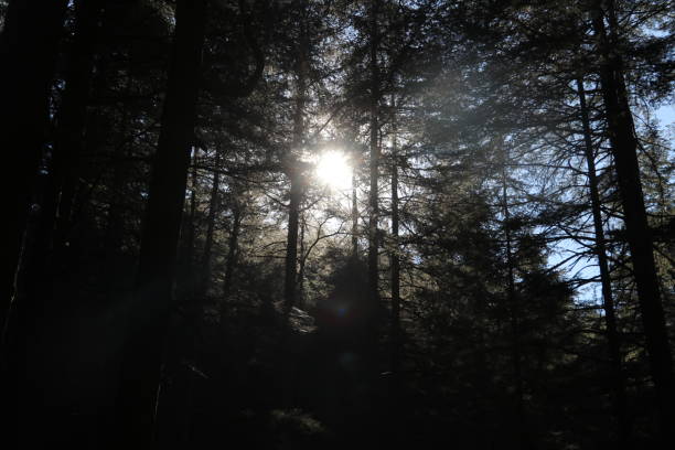 istock Sunlight through the trees of a pine forest in the mountains. 1480922509