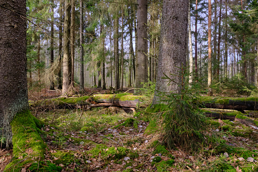 Coniferous stand with spruce in foreground with some broken ones lying in background, Bialowieza Forest, Poland, Europe