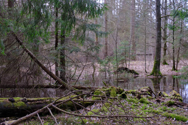 istock Standing water in rich swampy coniferous forest 1480924120
