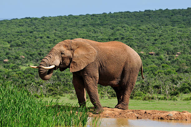 istock Elephant drinking water, Addo National PARK 148092417