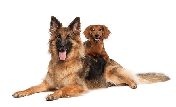 perro tejonero con perro pastor alemán, 9 y 3 años de edad - two dogs fotografías e imágenes de stock