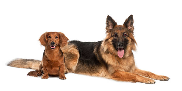 istock Dachshund with German Shepherd Dog, 9 and 3 years old 148092482
