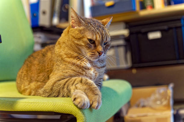 Office chair with lying brown and black stripped female cat at office of own apartment on a rainy spring day. Photo taken March 24th, 2023, Zurich, Switzerland.