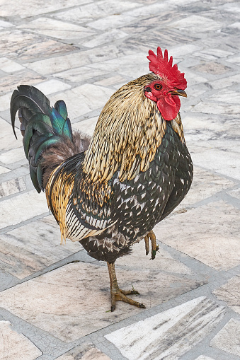 Colourful cock standing on one paw on stone square in outdoor area. Birds concept. Copy space