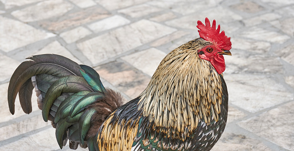 Portrait of colorful rooster against background of stone square in outdoor area. Close-up. Birds concept. Copy space