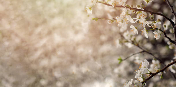 istock Spring flower on floral bokeh background. Blossoming flowers on abstract blurred bokeh sparkle 1480927901